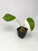 Load image into Gallery viewer, Monstera Deliciosa Albo Variegated C