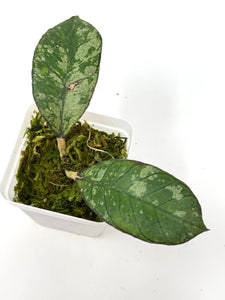 Hoya Gunung Gading Silver Ghost E
