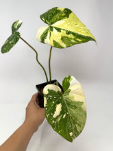 Load image into Gallery viewer, Philodendron Gloriosum Variegated C