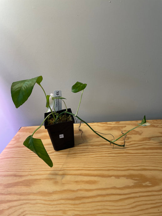 43. Epipremnum Pinnatum Albo Variegated