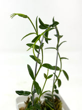 Load image into Gallery viewer, Hoya Engleriana