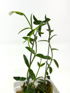 Hoya Engleriana