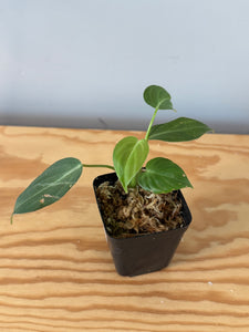 10. Philodendron Glorious