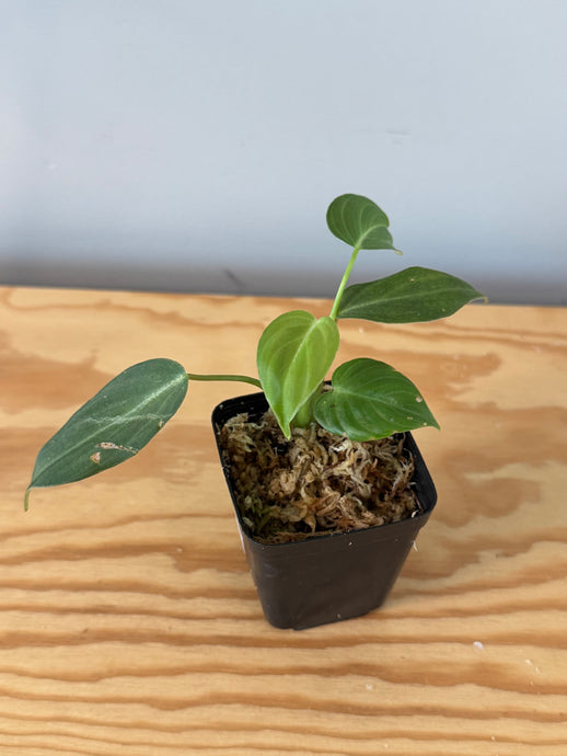 10. Philodendron Glorious