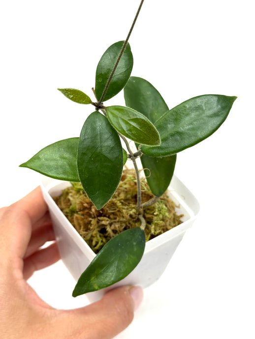 Hoya Vangviengiensis