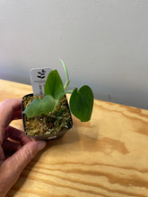 Load image into Gallery viewer, 8. Scindapsus Jade Satin
