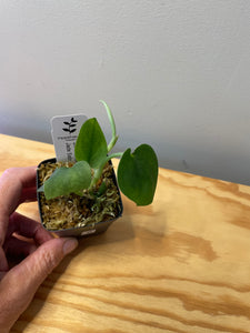 8. Scindapsus Jade Satin