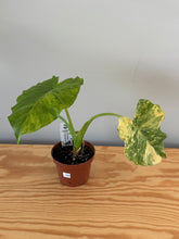 Load image into Gallery viewer, 266. Alocasia Odora Yellow Variegated