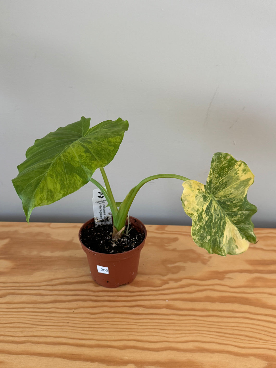 266. Alocasia Odora Yellow Variegated