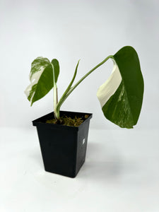 Monstera Deliciosa Albo Variegated A