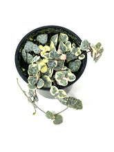Load image into Gallery viewer, Ceropegia Woodii “String of Hearts” Variegated