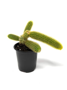 Cleistocactus Winteri (Golden Rat Tail Cactus) - Ships within Canada only