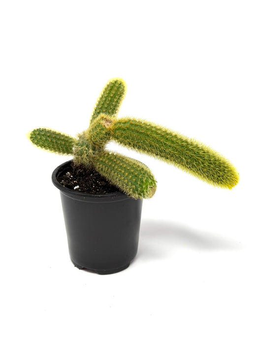 Cleistocactus Winteri (Golden Rat Tail Cactus) - Ships within Canada only