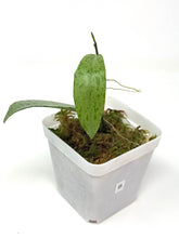 Load image into Gallery viewer, Hoya Pubicalyx Pink Silver Ghost B