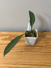 Load image into Gallery viewer, 3. Hoya Nicholsoniae New Guinea Ghost