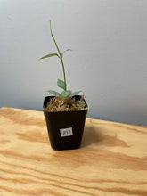 Load image into Gallery viewer, 212. Hoya Coriacea Silver