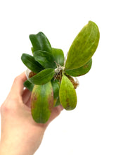 Load image into Gallery viewer, Hoya Merrillii