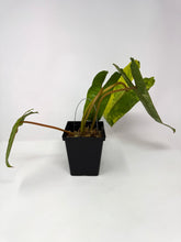 Load image into Gallery viewer, Philodendron Billietiae Variegated B