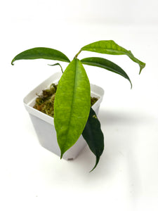 Hoya Sammannaniana