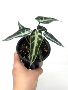 Alocasia Bambino