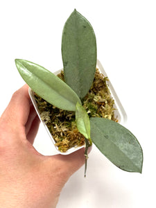 Hoya Wilbur Graves Silver B