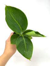 Load image into Gallery viewer, Musa Dwarf Cavendish ‘Banana Tree’