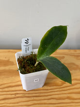 Load image into Gallery viewer, 43. Hoya Vorapol
