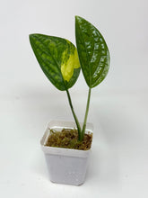 Load image into Gallery viewer, Monstera Peru Variegated