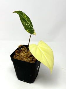 Philodendron Gloriosum Variegated F