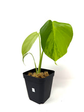 Load image into Gallery viewer, Monstera Deliciosa Aurea Variegated B