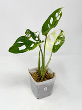 Load image into Gallery viewer, Monstera Adansonii Variegated G