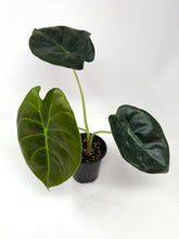 Load image into Gallery viewer, Alocasia ‘Golden Bone’