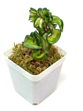 Load image into Gallery viewer, Hoya Carnosa Compacta Variegated (Mauna Loa)