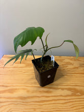 Load image into Gallery viewer, 182. Philodendron Mayoi