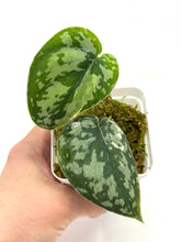 Load image into Gallery viewer, Scindapsus Mayari Variegated E