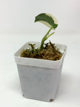 Load image into Gallery viewer, Scindapsus Mayari Variegated I