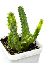 Load image into Gallery viewer, Stapelia Orbea Variegated (Ships within Canada only)