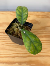 Load image into Gallery viewer, 145. Hoya Deykeae