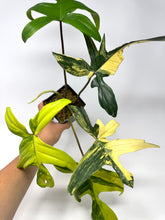 Load image into Gallery viewer, Philodendron Florida Beauty A