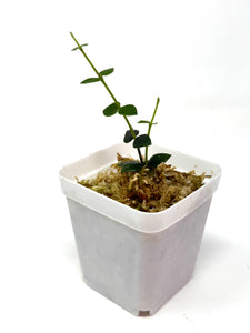 Hoya Chinghungensis