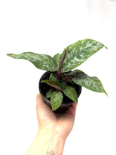 Load image into Gallery viewer, Homalomena ‘Purple Sword’