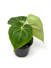 Load image into Gallery viewer, Anthurium Clarinervium 4”