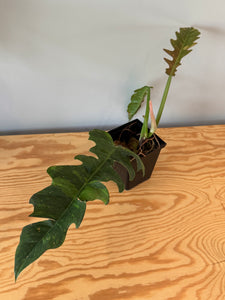 281. Philodendron Ring of Fire