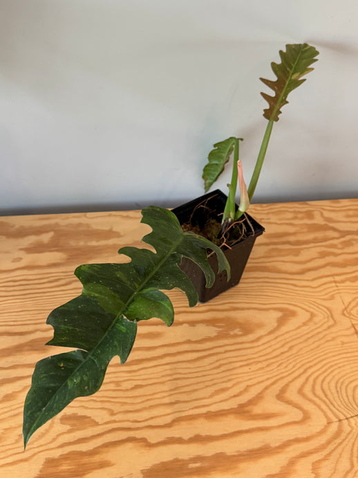 281. Philodendron Ring of Fire