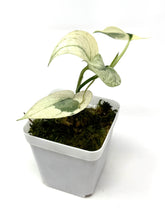 Load image into Gallery viewer, Scindapsus Mayari Variegated G