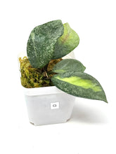 Load image into Gallery viewer, Hoya Carnosa ‘Argentea Princess’ G