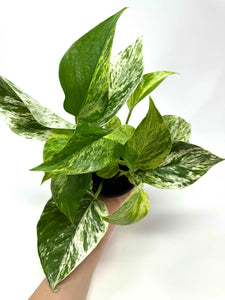 Epipremnum Aureum “Marble Queen”