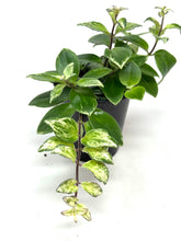Load image into Gallery viewer, Aeschynanthus Radicans Variegated