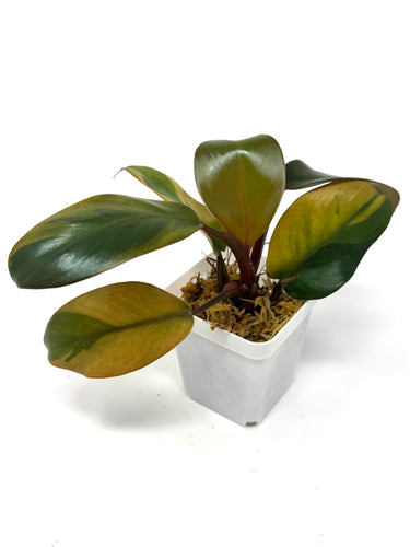 Philodendron Black Cardinal Variegated