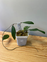 Load image into Gallery viewer, 13. Hoya Finlaysonii cv. Philip